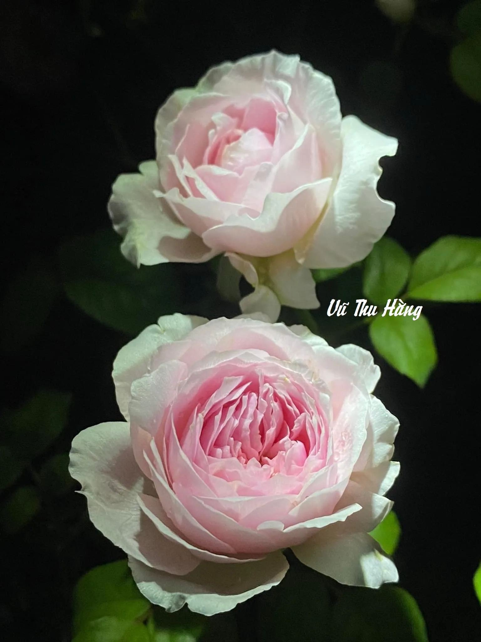 TRẪM LÀ HOÀNG ĐẾ
