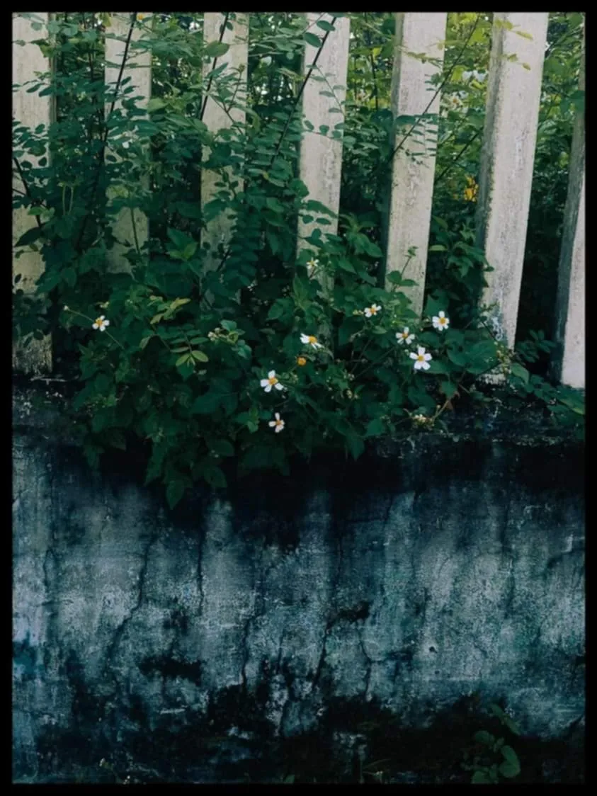 Hoa Dại Ven Hồ