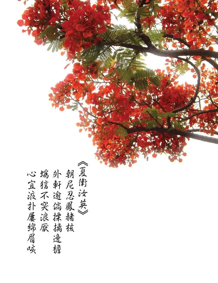 Phượng đỏ